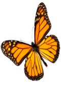 cropped-Untitled-1.png butterfly placeholder