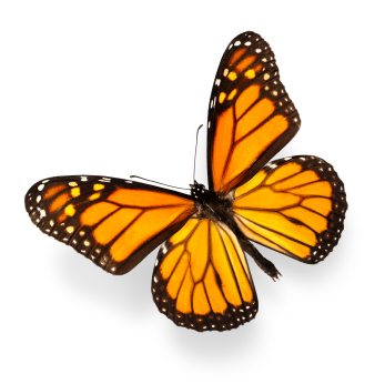 butterfly placeholder